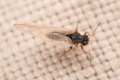 Triozidae