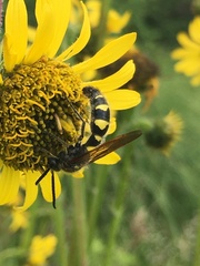 Xanthocampsomeris completa