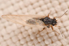 Triozidae