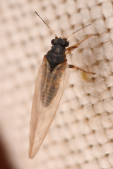 Triozidae