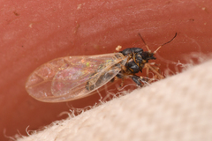 Triozidae