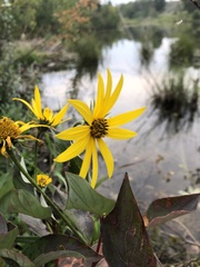 Helianthus nuttallii