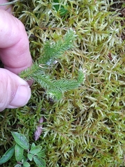 Lycopodium clavatum