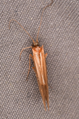 Limnephiloidea