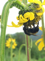 Bombus ephippiatus