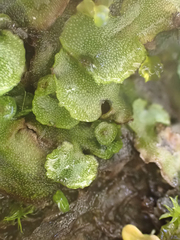 Marchantia