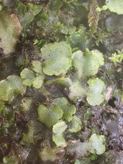 Marchantia