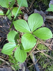 Cornus canadensis
