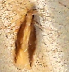 Hydroptilidae