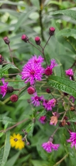 Vernonia