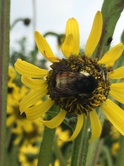 Bombus ephippiatus