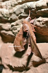 Daphnusa ocellaris