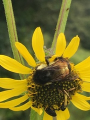 Bombus ephippiatus