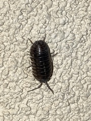 Armadillidiidae