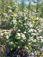 Ribes altissimum
