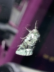 Lacinipolia