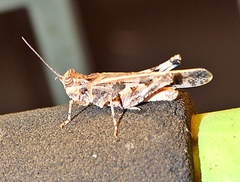Oedipodinae