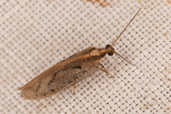 Hemerobiidae