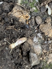 Reticulitermes flavipes