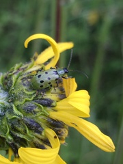 Diabrotica undecimpunctata