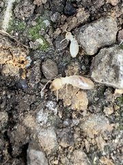 Reticulitermes flavipes