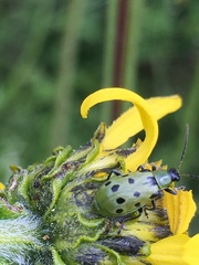 Diabrotica undecimpunctata