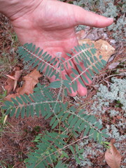 Tephrosia virginiana