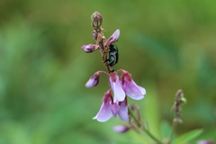 Popillia japonica