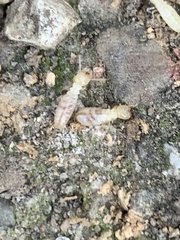 Reticulitermes flavipes