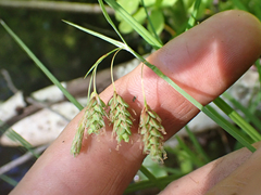 Carex magellanica