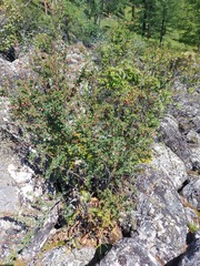 Berberis sibirica