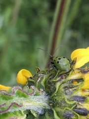 Diabrotica undecimpunctata