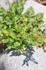 Rorippa
