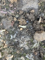 Reticulitermes flavipes