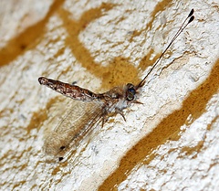 Ululodes macleayanus