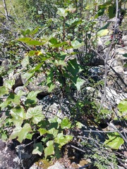 Ribes altissimum