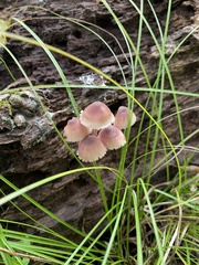 Mycena haematopus