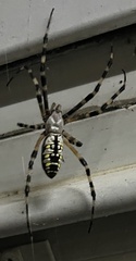 Argiope aurantia