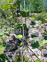 Ribes altissimum