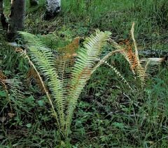 Matteuccia struthiopteris