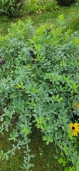 Baptisia