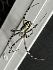 Argiope aurantia