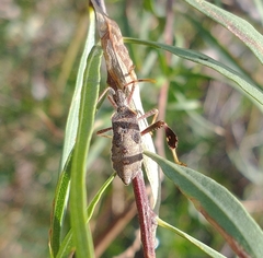 Leptoglossus oppositus