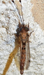 Ululodes macleayanus