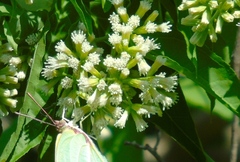 Koanophyllon albicaule