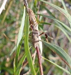 Leptoglossus oppositus