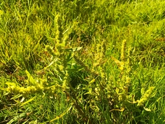 Rumex maritimus