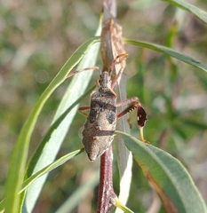 Leptoglossus oppositus