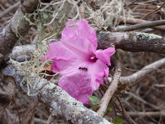 Rhododendron