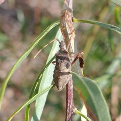Leptoglossus oppositus